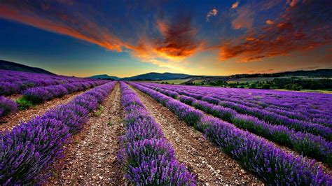 Lavender Fields in France Wallpapers - 4k, HD Lavender Fields in France Backgrounds on WallpaperBat