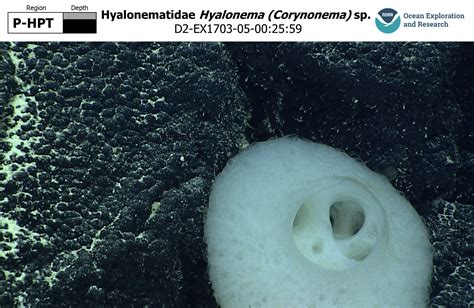 Hyalonema (Corynonema) sp.