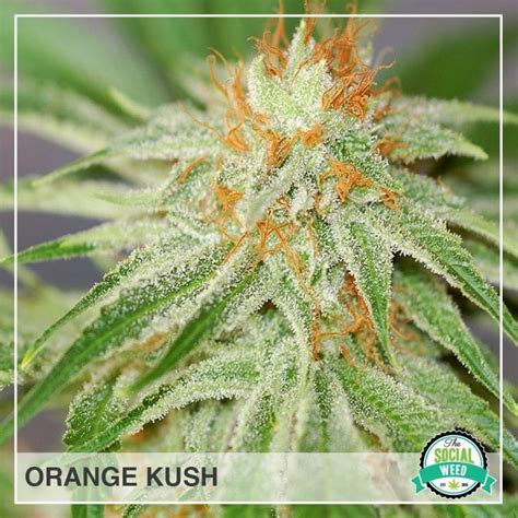 Orange Kush - The Social Weed