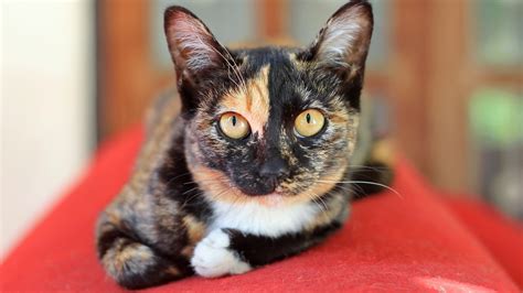 5 Fun Facts About Calico Cats