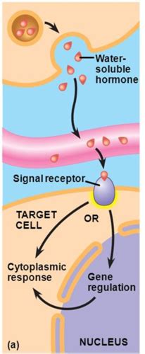 Endocrine Unit 3 (Receptors and Signalling) Flashcards | Quizlet