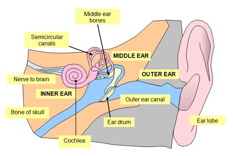 Ear Bones – hd-m.com