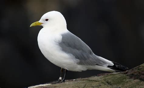 Kittiwake Facts: Identification, Diet, Migration Info etc. - Binocular Base