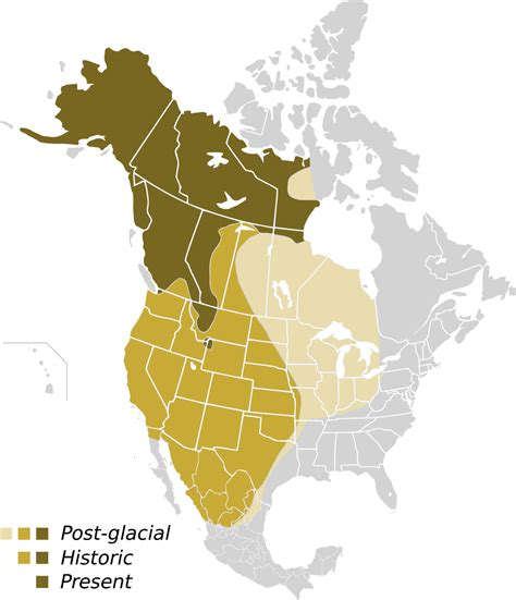 Grizzly Bear Range Map 2024 - Molli Theresa