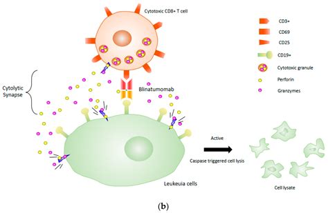 Design and Production of Bispecific Antibodies