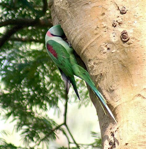 Alexandrine Parrot Breeding - Parrot World