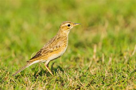 Paddyfield pipit (Anthus rufulus)