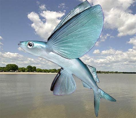 Flying fish – unusual fish | DinoAnimals.com | Beautiful sea creatures ...