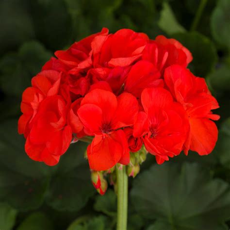 Tango Hot Pink Zonal Geranium 10" Hanging Basket - Pahl's Market - Apple Valley, MN