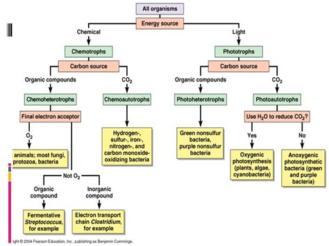 Microbial Metabolism - SCIENTIST CINDY