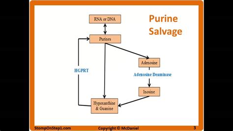 Purine Salvage Pathway, Lesch-Nyhan Syndrome, SCID Gout treatment Allopurinol Uric Acid Renal ...