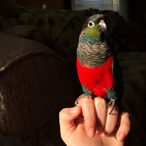 My crimson bellied conure soaking up some sunshine! : parrots