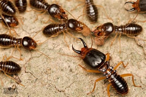 Termite Soldier Roles and Functions - What To Know