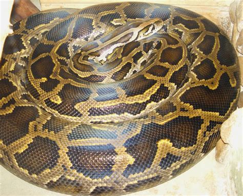 Facts about Burmese Pythons in the Florida Everglades | HubPages