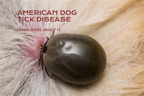 American Dog Tick Diseases - bdvets