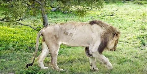 Male Lion, Dark Mane, Has Died after Buffalo Attack