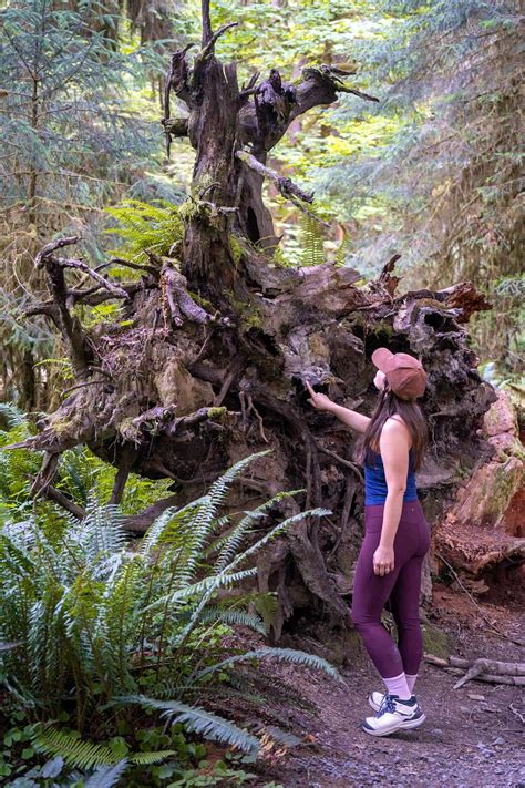 3 Incredible Hoh Rainforest Hikes in Olympic National Park - Uprooted Traveler