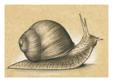 Garden Snail Drawing by Greg Joens - Fine Art America