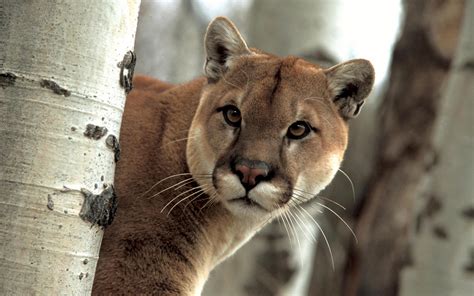 Cougar Background