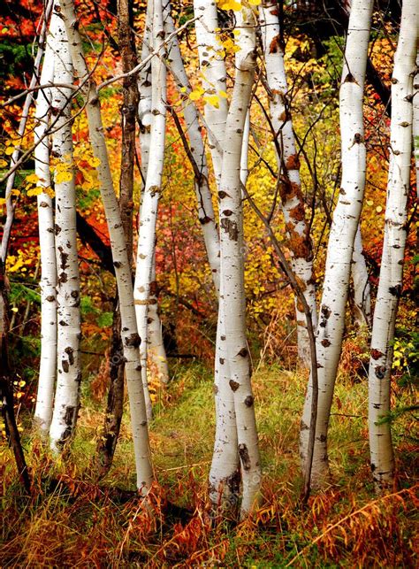 Fall Birch Trees Stock Photo by ©eric1513 7944610