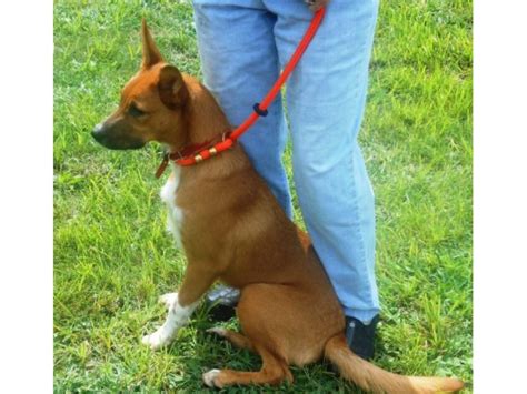 Pet of the Week: Basenji/German Shepherd Dog Mix - Caldwells, NJ Patch