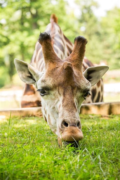 Nice Portrait Of A Giraffe Eating Grass Stock Image - Image of tall ...