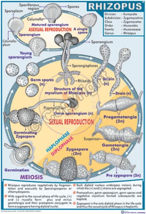 Victory Graphik | B-2 Rhizopus Life Cycle