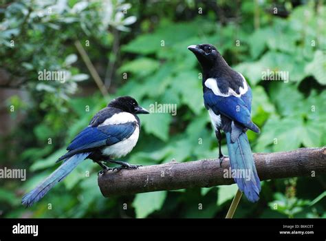 Two magpies hi-res stock photography and images - Alamy