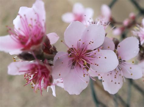 peach tree blossoms | Garden | Pinterest