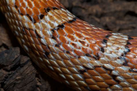 Feathers, hair, and scales: Do they share a common ancestry? - CSMonitor.com