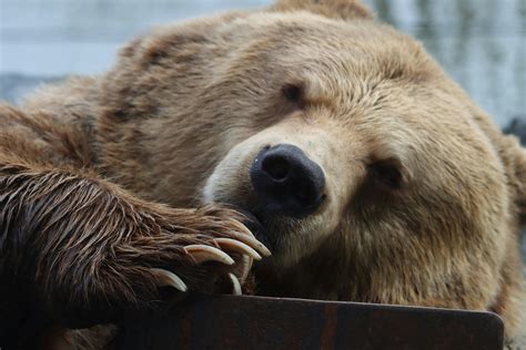 Close-up Photo of Grizzly Bear · Free Stock Photo