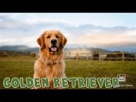 Akshay Kumar Entertainment Movie Dog || Golden Retriever || Dr Ankit ...