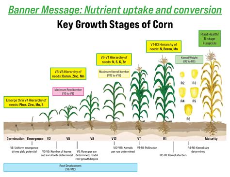 Formula for High Yield Corn | Farmers Cooperative Society