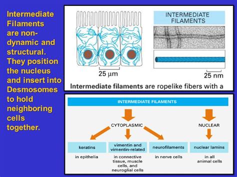 Lecture 20: The Cytoskeleton: Intermediate Filaments and Microtubules