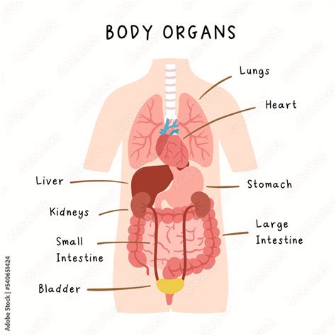 Human body organs illustration. Human anatomy infographic for kids ...