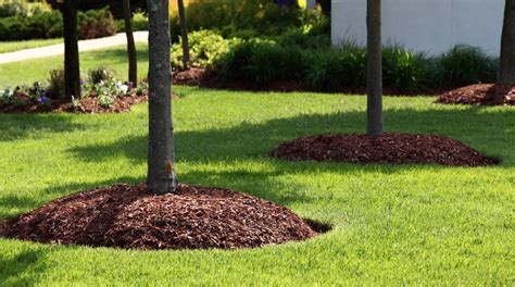 How to Mulch Around A Tree | Treenewal