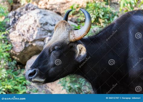 Black bison stock image. Image of thailand, muscle, grass - 36012787