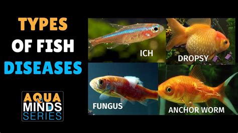 Types of Aquarium Fish Diseases | Aqua Minds Series - YouTube