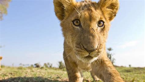 [Wildlife] Amazing, Intimate Shots of Lions In Their Natural Habitat ...