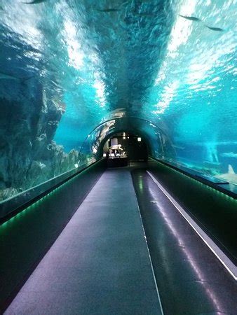 Coex Aquarium (Seoul) - UPDATED 2019 What to Know Before You Go (with Photos) - TripAdvisor