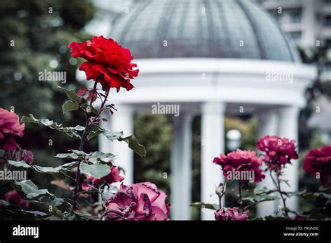 Flowers in bloom at Verny Park in Yokosuka, Japan Stock Photo - Alamy