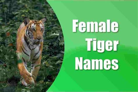 220 Female Tiger Names: Beautiful Female Tiger Names Inspired By The Wild