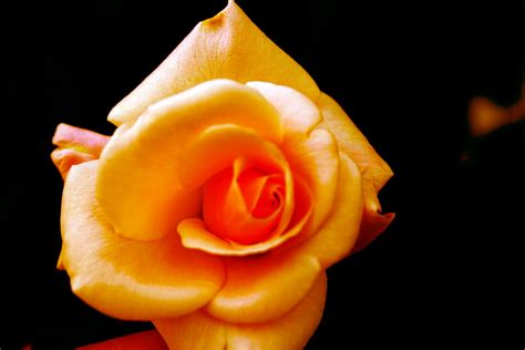 Orange Rose Free Stock Photo - Public Domain Pictures