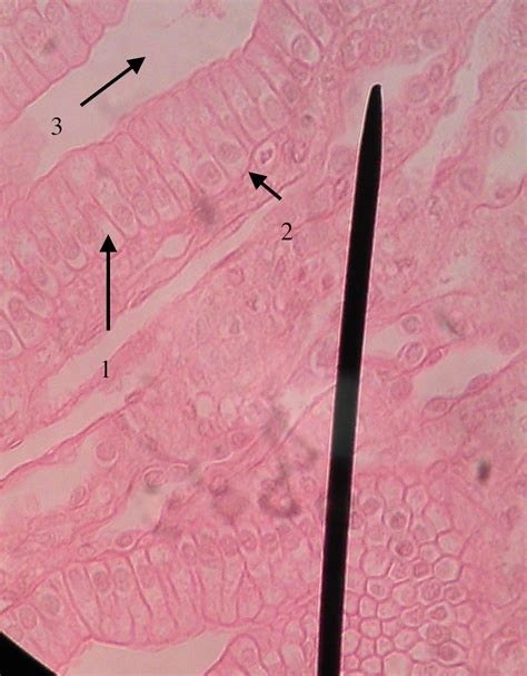 Quiz | Histology & Sheep Brain Dissection