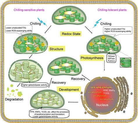 Chloroplast Function