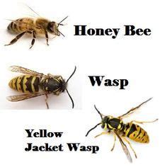 bee vs yellow jacket - Google Search | Bee, Bee facts, Wasp