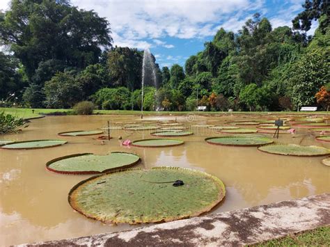 Pond of giant water lily editorial photo. Image of raya - 244724011