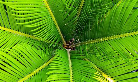 Klasifikasi dan Morfologi Tanaman Kelapa Sawit - Agroindustri