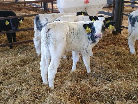 Eighteen Belgian Blue Bulls Calves | Wicklow Calf Company