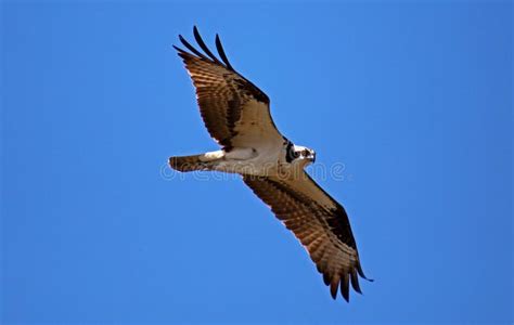 Osprey Seahawk Unique Raptor Bird of Prey Avian Flying in Michigan during Spring Fishing Hawk ...